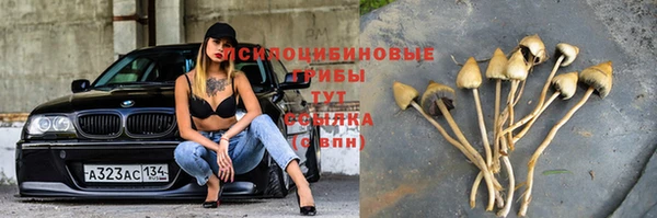 крисы Козельск